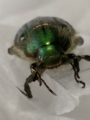 Anomala octiescostata