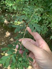 Synostemon albiflorus