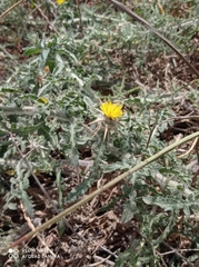 Centaurea procurrens