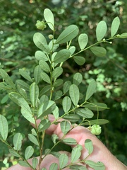 Synostemon albiflorus