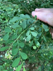 Synostemon albiflorus