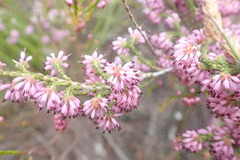 Erica globiceps consors