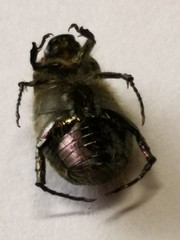 Anomala octiescostata