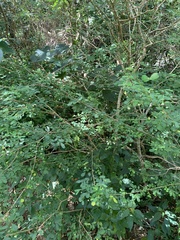 Synostemon albiflorus