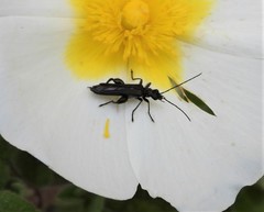 Oedemera atrata