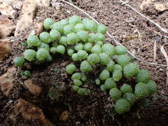 Mannia triandra