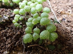 Mannia triandra