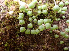 Mannia triandra