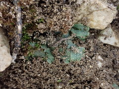 Mannia triandra