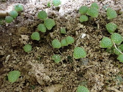 Mannia triandra