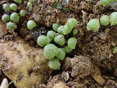 Mannia triandra