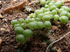Mannia triandra