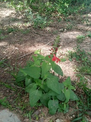 Salvia coccinea