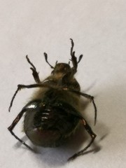 Anomala octiescostata