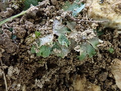 Mannia triandra