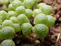 Mannia triandra