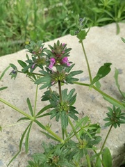 Lamium amplexicaule orientale
