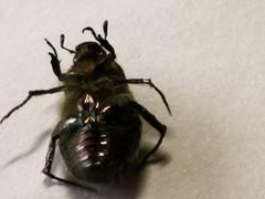 Anomala octiescostata