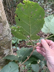 Mallotus ficifolius