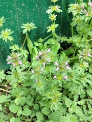 Lamium amplexicaule orientale