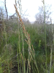 Calamagrostis stricta