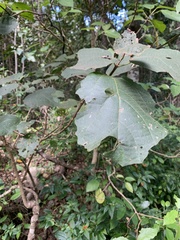 Mallotus ficifolius