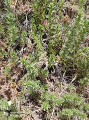 Artemisia monosperma