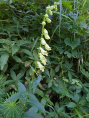 Digitalis lutea lutea