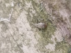 Trichopterapion holosericeum