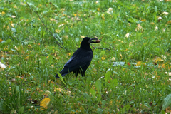 Corvus frugilegus