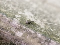 Trichopterapion holosericeum