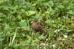 Fringilla coelebs