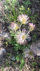 Pulsatilla chinensis