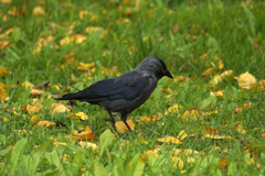 Corvus monedula