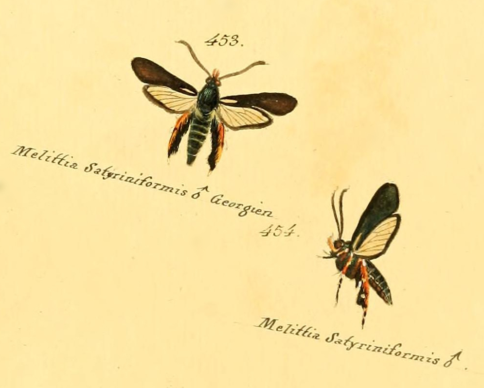 Melittia satyriniformis
