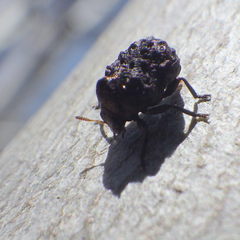 Neochlamisus bebbianae