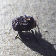 Neochlamisus bebbianae