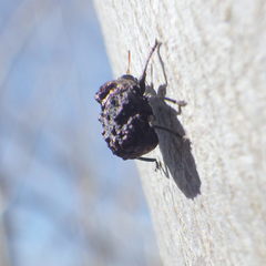 Neochlamisus bebbianae