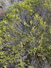 Euchaetis burchellii