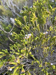 Euchaetis burchellii