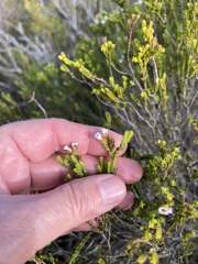 Euchaetis burchellii