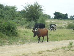 Bos indicus × taurus