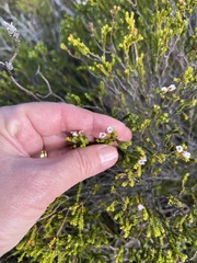 Euchaetis burchellii