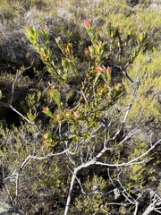 Leucadendron stelligerum