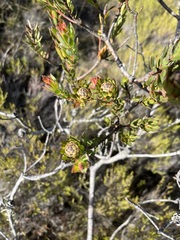 Leucadendron stelligerum