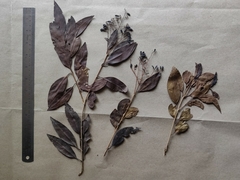 Ligustrum robustum perrottetii