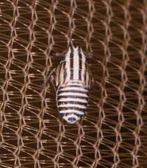 Eurybregma nigrolineata