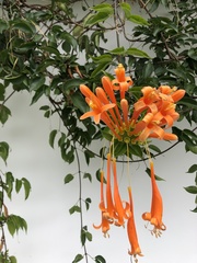 Pyrostegia
