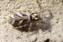 Salticus scenicus