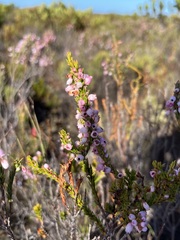Erica tenella